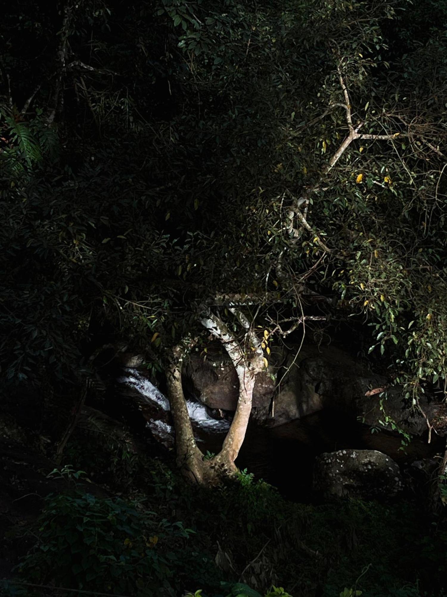 Mahout Resort Wayanad - An Experiential Jungle Stay With Waterfall Kalpetta Exterior photo